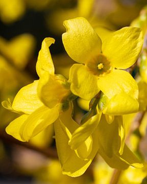 Forsythia (Forsythia × intermedia) van Alexander Ludwig