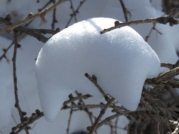 sneeuwbol , beschenen door de zon van Clementine aan de Stegge