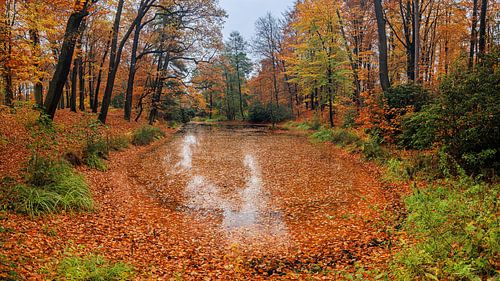 Automne coloré en Saxe, Allemagne