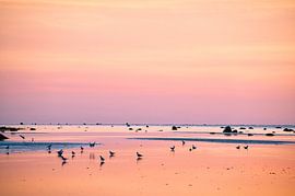 Seagulls at sunset at low tide on the Baltic Sea by Martin Köbsch