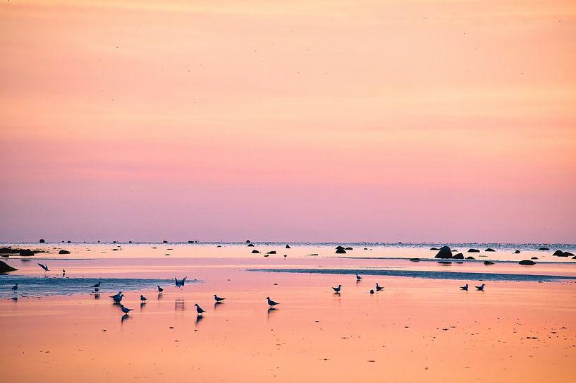 Seagulls at sunset at low tide on the Baltic Sea by Martin Köbsch