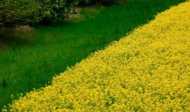 Canola van Thomas Jäger