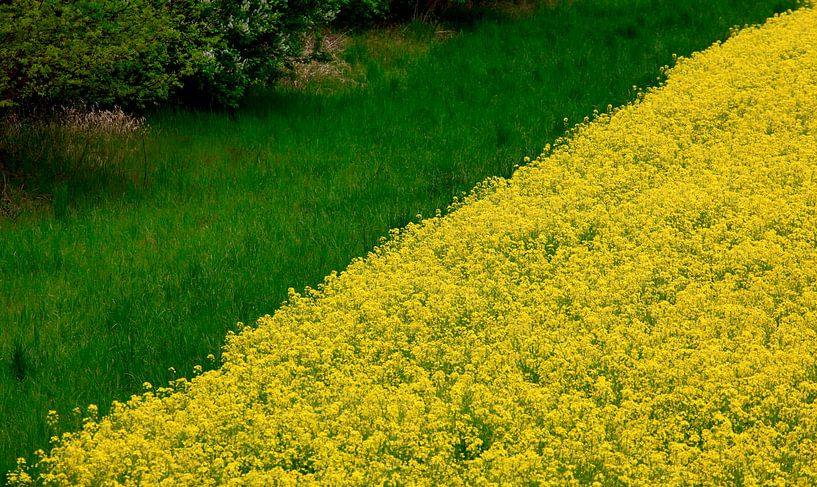 Canola by Thomas Jäger