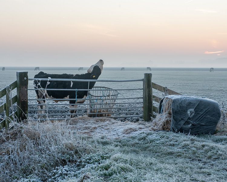 Koeien in de kou ( ochtend rijp ) van Fotografie-RG