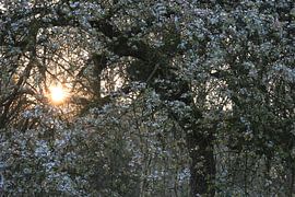 Arboretum Part 41 by Tania Perneel