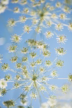 Wilde venkel tegen blauwe lucht