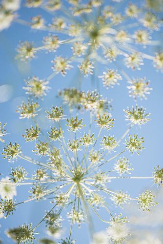 Wilde venkel tegen blauwe lucht