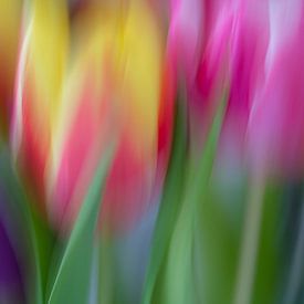 Tulips 3 van Rob Jansen