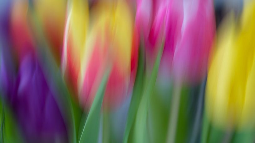 Tulips 3 van Rob Jansen