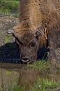 Wisent beim Trinken von UMWELTBILD Kurt Möbus Miniaturansicht