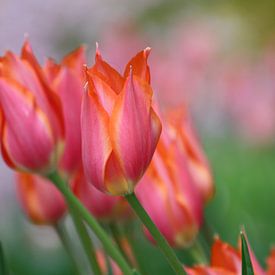 Tulpen in de wind van de buurtfotograaf Leontien