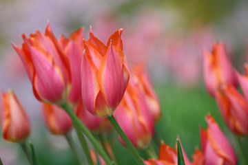 Tulpen in de wind van de buurtfotograaf Leontien