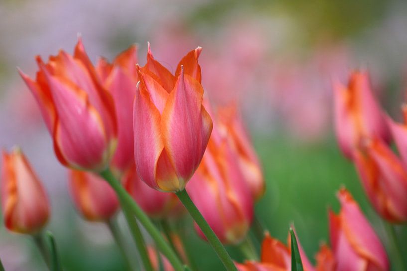 Tulpen in de wind van de buurtfotograaf Leontien
