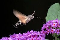 Kolibri-Schmetterling (Macroglossum stellatarum)
