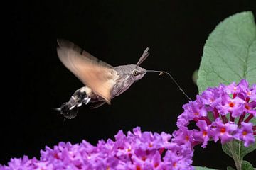 Hummingbird butterfly (Macroglossum stellatarum)