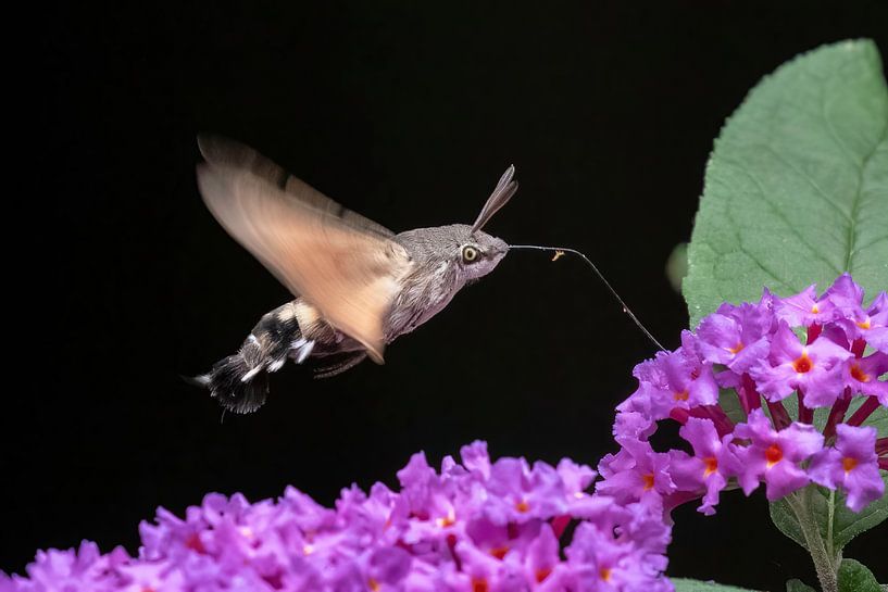 Hummingbird butterfly (Macroglossum stellatarum) by Michelle Peeters