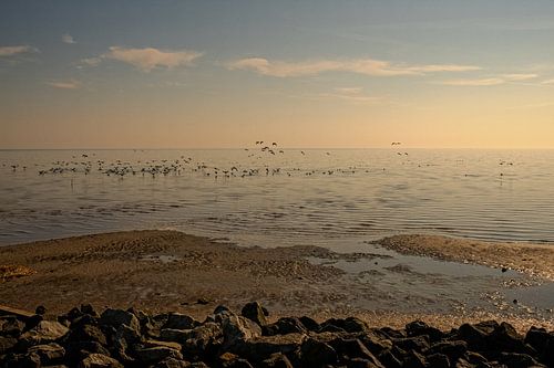 verschiedene Vögel fliegen über das Wattenmeer