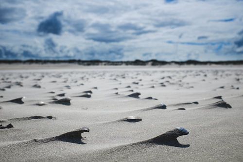 Schelpenstrand op Ameland