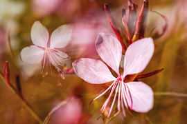 Enchanting pink decorative gauras by Nicc Koch