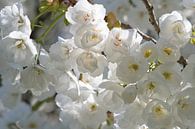 Weiße Japaner blühen in der Sonne von Jolanda de Jong-Jansen Miniaturansicht