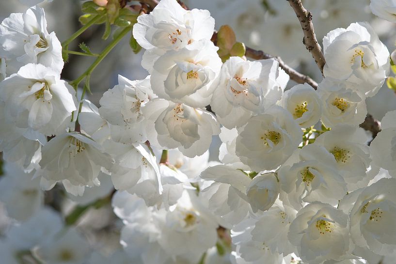 Weiße Japaner blühen in der Sonne von Jolanda de Jong-Jansen