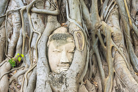 The tree as the guardian of the Buddha by Walter G. Allgöwer