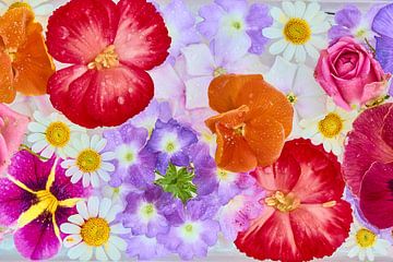 "Bloeiende bloemen in pastel""