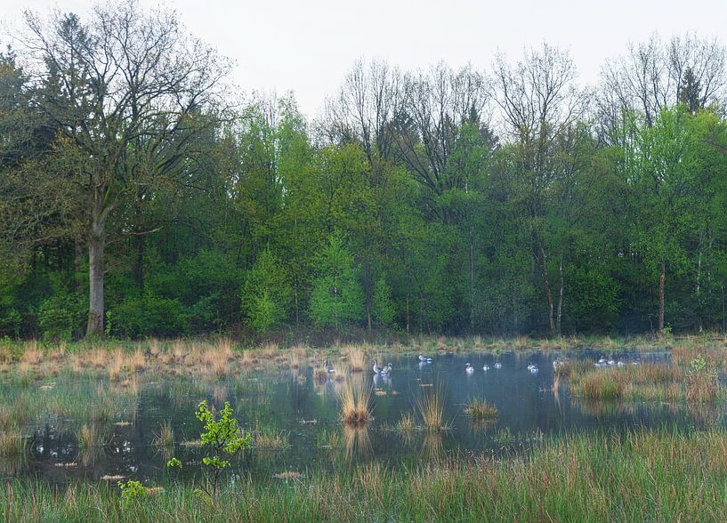 Strubben-Kniphorst-Wald - Drentsche Aa (Niederlande) von Marcel Kerdijk