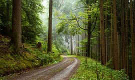 Forest trail Black Forest by Guido de Kleijn