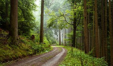 Waldweg Schwarzwald von Guido de Kleijn