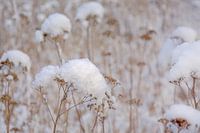 Boerenwormkruid in de sneeuw