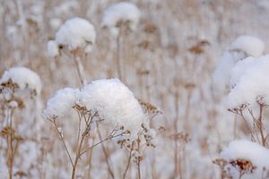 Bauernwurmkraut im Schnee