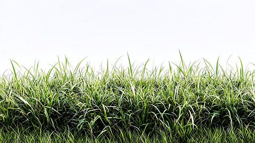 Gras op een witte achtergrond