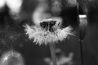 Dandelion von Dagmar Marina Miniaturansicht