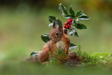 Squirrel in the forest by HB Photography