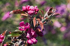 Apfelblüte, wie du in der Sonne strahlst