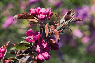 Apple blossom, how you shine in the sun