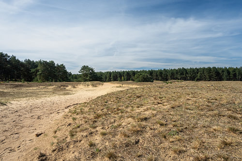 Natuurlijke Rust in de Lommelse Sahara