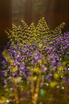 Les Hallerbos sur Menno Schaefer