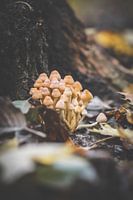 Mushrooms in detail