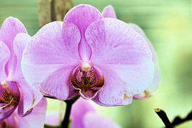 Orchidee by Michiel piet