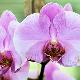 Orchidee by Michiel piet