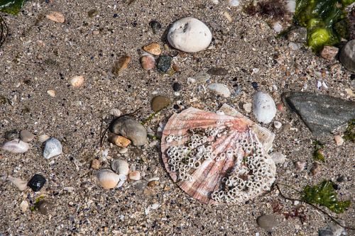Fruit de mer of Normandy