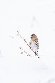 Arctic charr in ice conditions by Tim Leusink