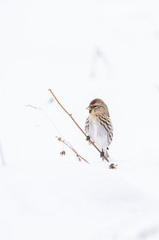 Arctic charr in ice conditions