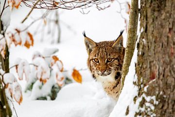 Lynx (Lynx lynx) in de winter van Dirk Rüter