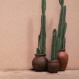 Cactus en pot devant un mur rose | photographie de voyage | Sri Lanka sur Kimberley Jekel
