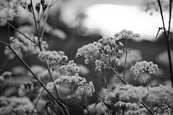 Bloemen in Zwart-Wit