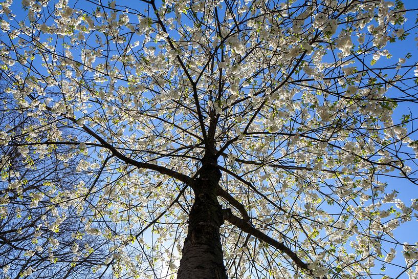 White cherry tree by Torsten Krüger