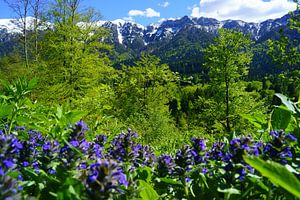 Bergen en bloemen in de Dolomieten sur Michel van Kooten